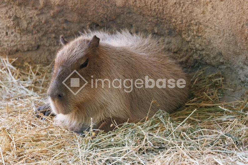 Capybara Resting