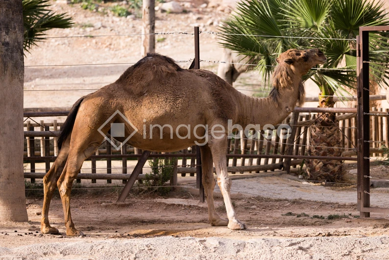 Camel in Enclosure
