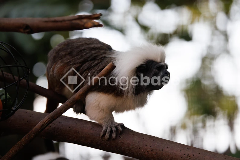 Tamarin on a Tree Branch