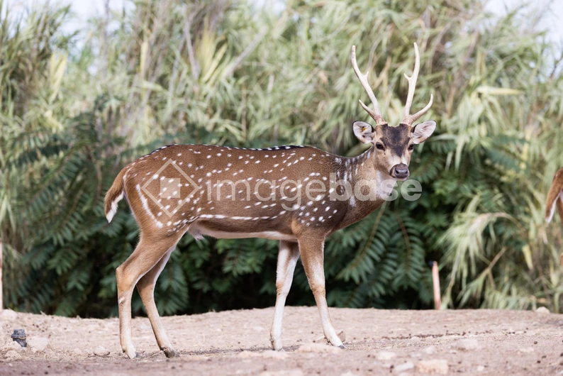Graceful Deer in Natural Habitat