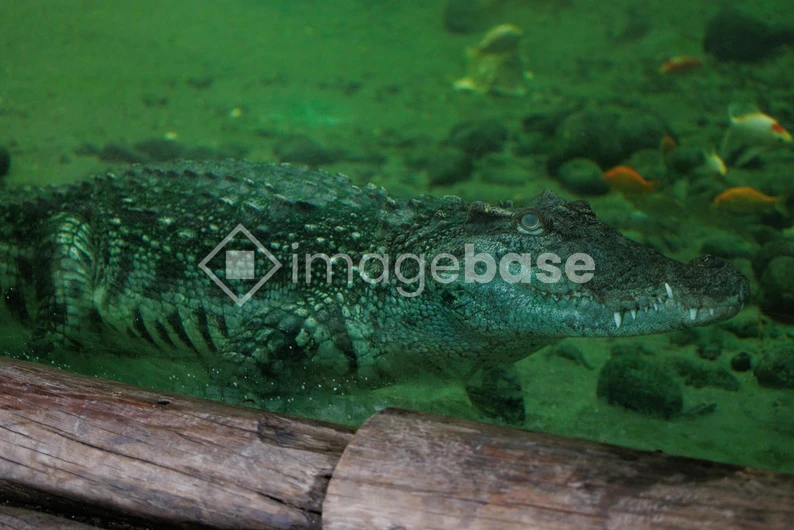Crocodile Underwater