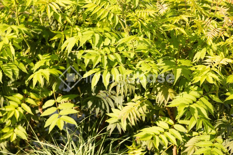 Lush Green Foliage