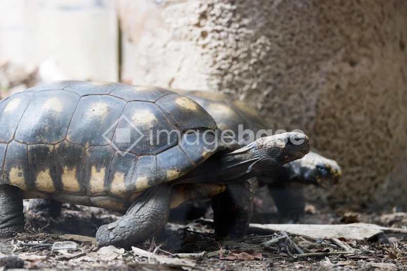 Tortoises in Natural Habitat