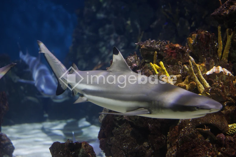 Shark in the Reef
