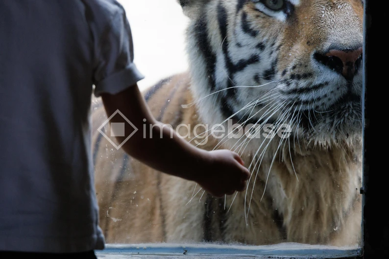 Close Encounter with a Tiger