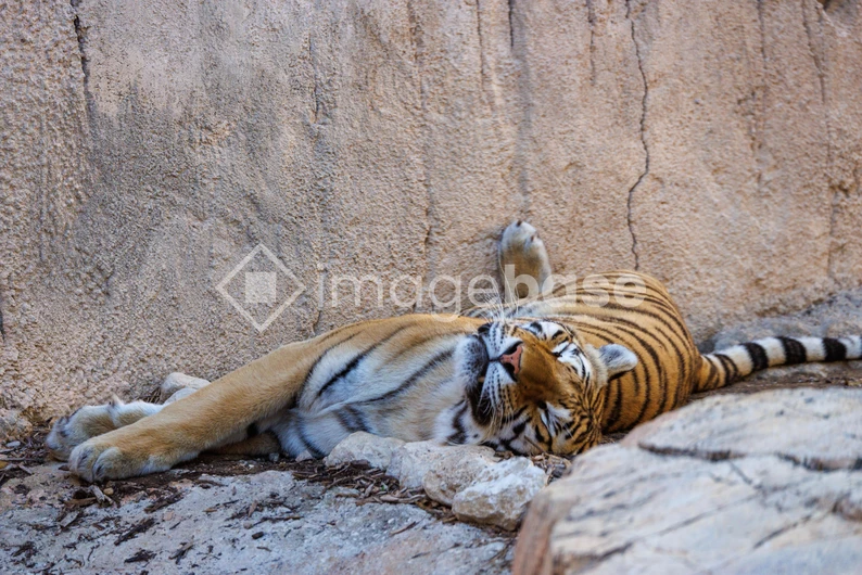 Resting Tiger