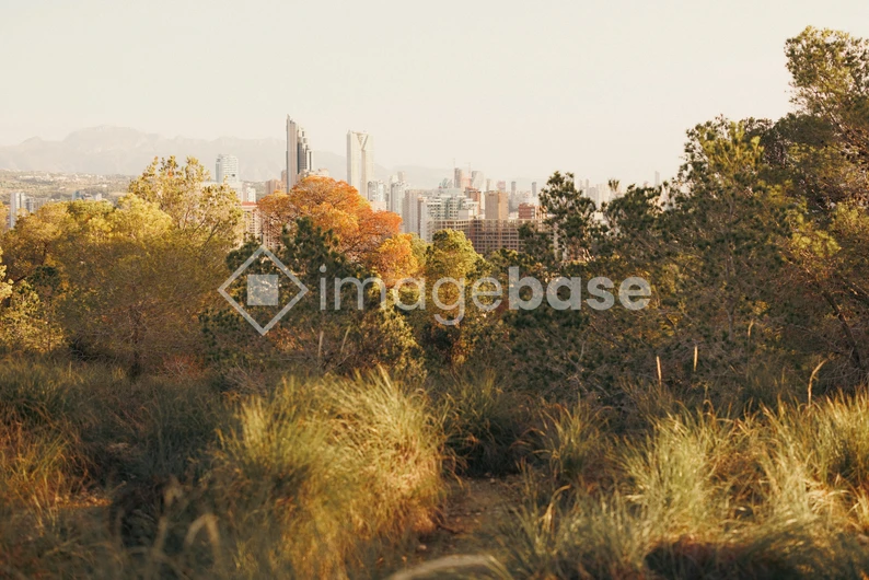 Cityscape from Nature