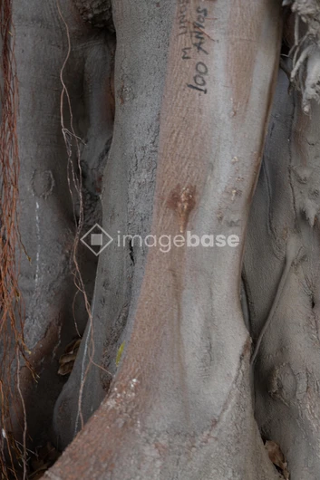 Intricate Tree Bark