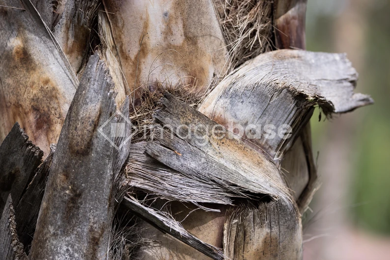Close-up of Tree Bark Texture