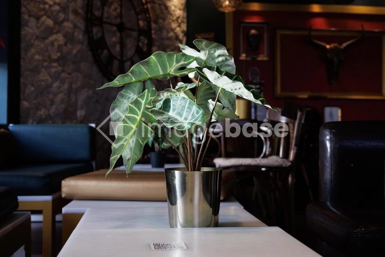 Decorative Plant in a Stylish Cafe