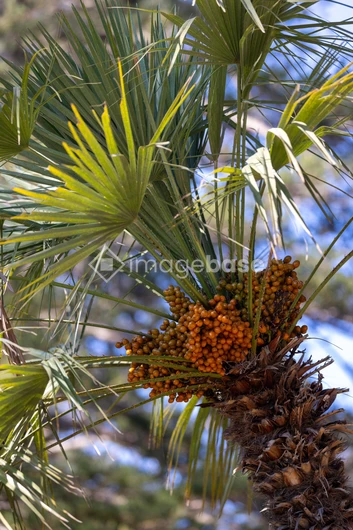 Palm Tree with Orange Berries