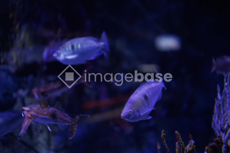 Underwater Serenity