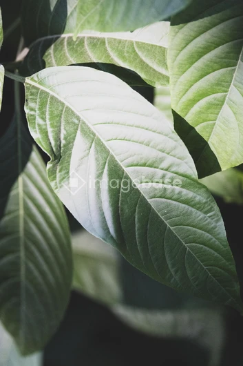Close-Up of Green Leaves