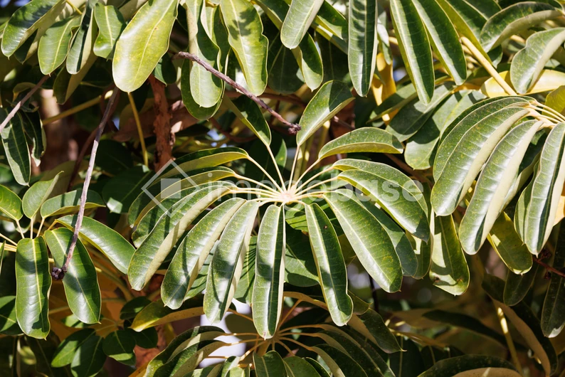 Lush Green Foliage