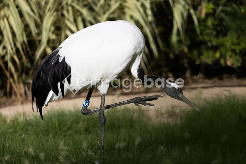 Elegant Crane in Nature