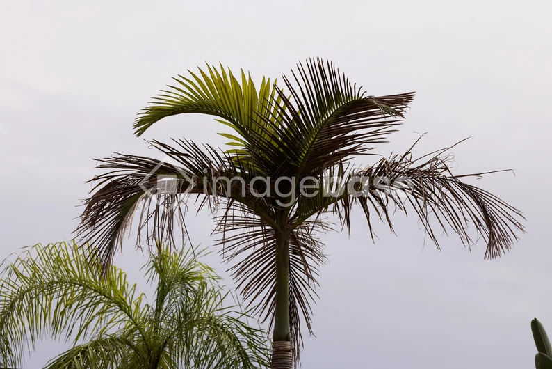 Tropical Palm