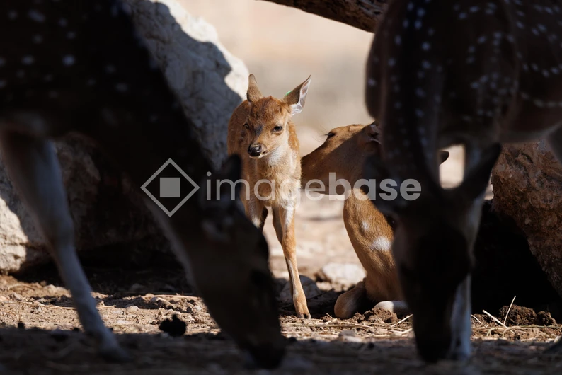 Resting Deer in Natural Habitat