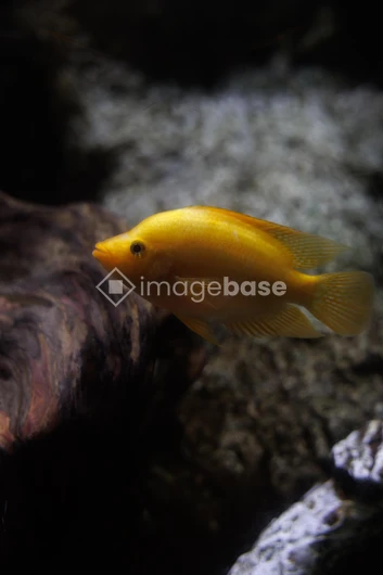 Golden Fish in Aquarium