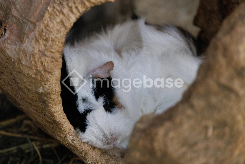Resting Guinea Pig in Log