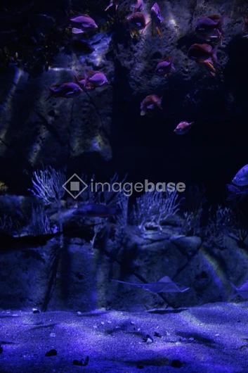 Underwater Aquarium Scene