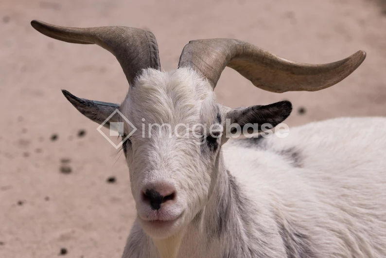 Portrait of a Goat