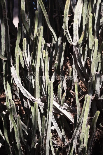 Cactus Close-Up