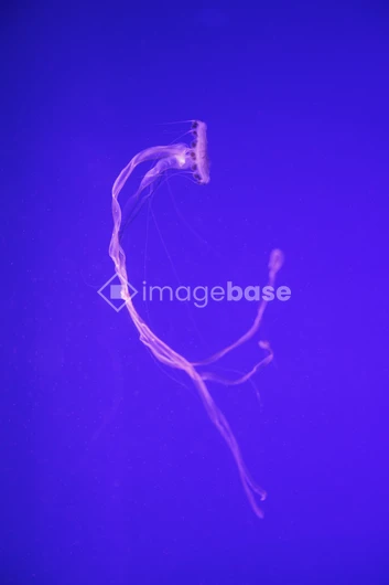 Graceful Jellyfish