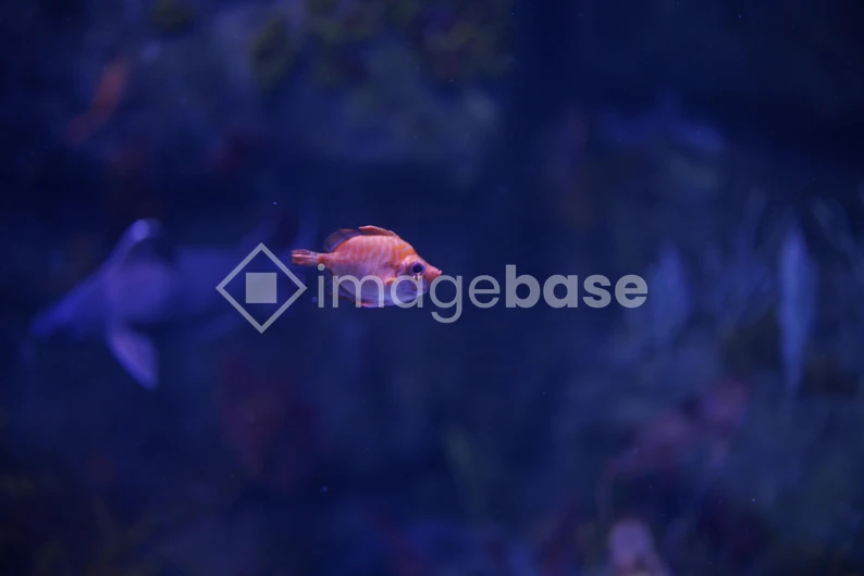 Aquarium Serenity