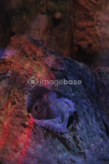 Camouflaged Octopus