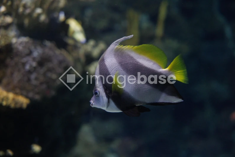 Tropical Fish in Coral Reef