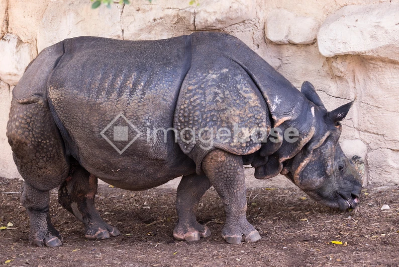 Indian Rhinoceros in Habitat