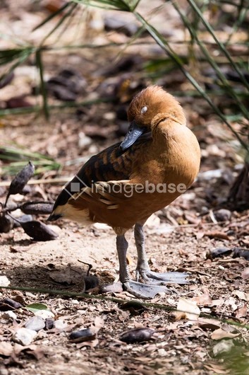 Resting Bird