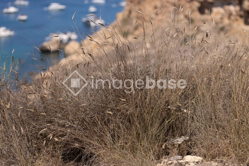Coastal Grasses with Sea View