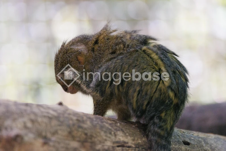 Contemplative Primate