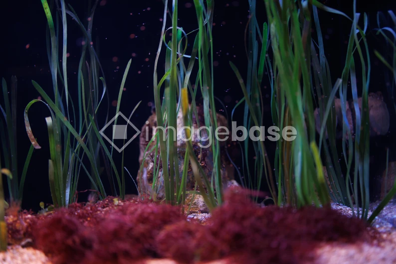 Underwater Vegetation