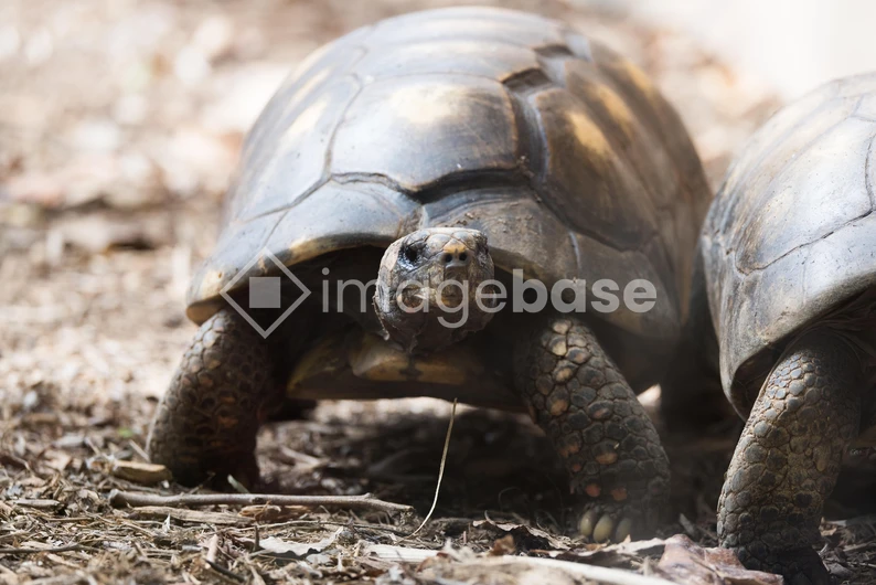Tortoise on Soil