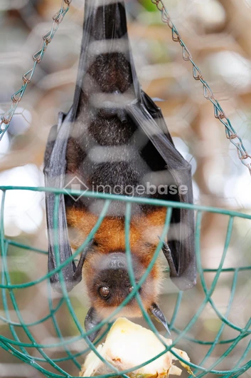 Hanging Bat Feeding