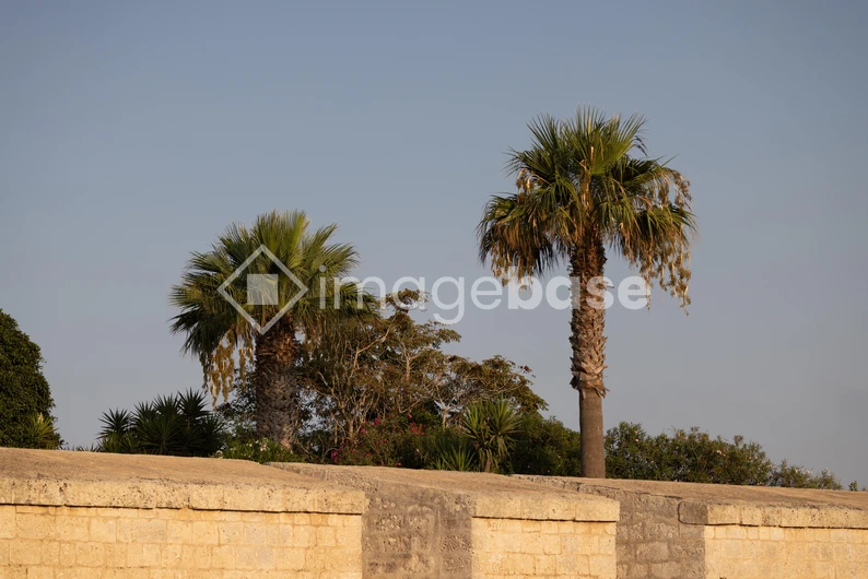 Palm Trees by Stone Wall