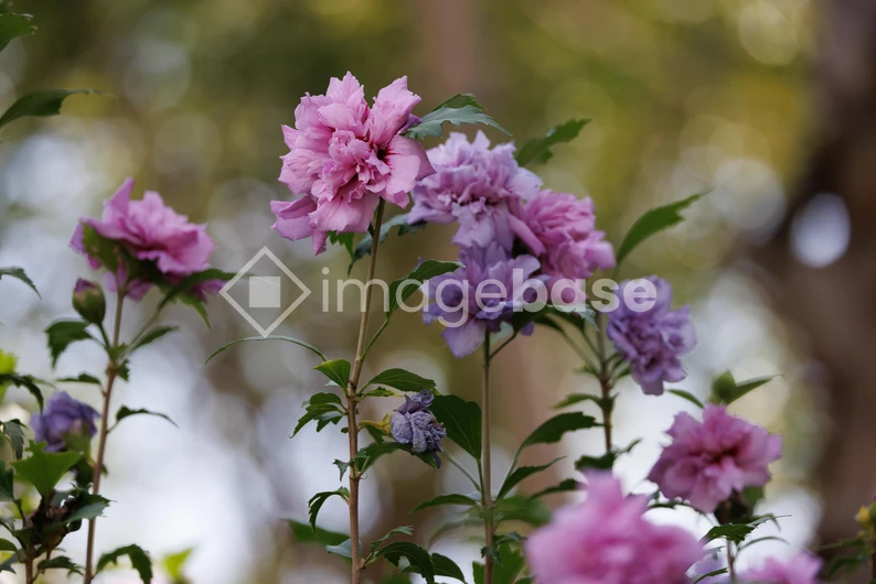 Blooming Pink Flowers