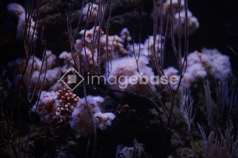 Underwater Coral Scene