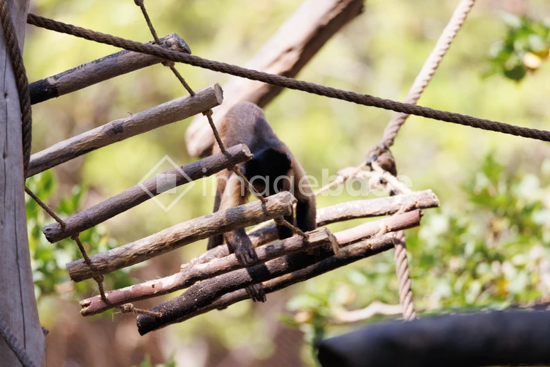 Monkey on Wooden Structure