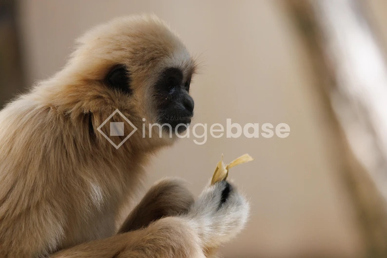 Gibbon with Bamboo