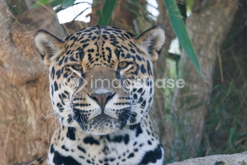 Regal Jaguar in Natural Habitat