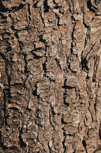 Tree Bark Texture