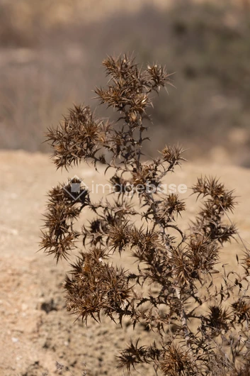 Dry Thistle in Arid Landscape