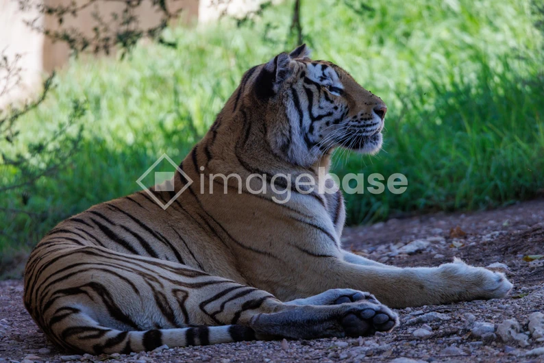 Resting Tiger in Natural Habitat