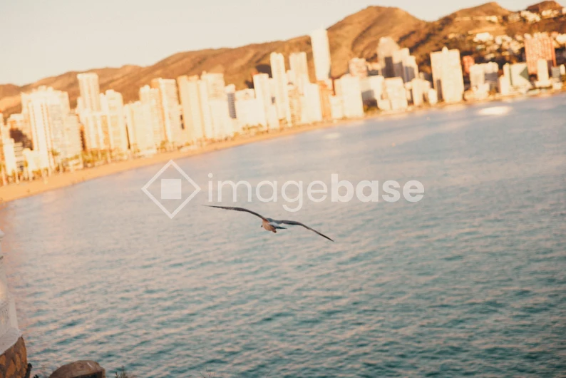 Seaside Skyline with Bird