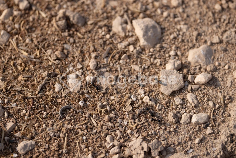 Pebbled Terrain with Ant