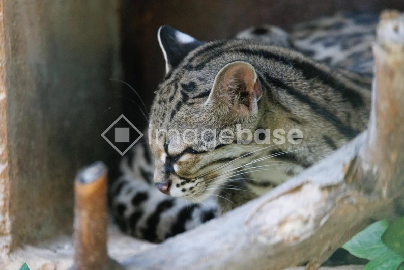 Resting Ocelot