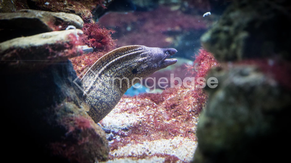 Underwater Eel in Its Habitat